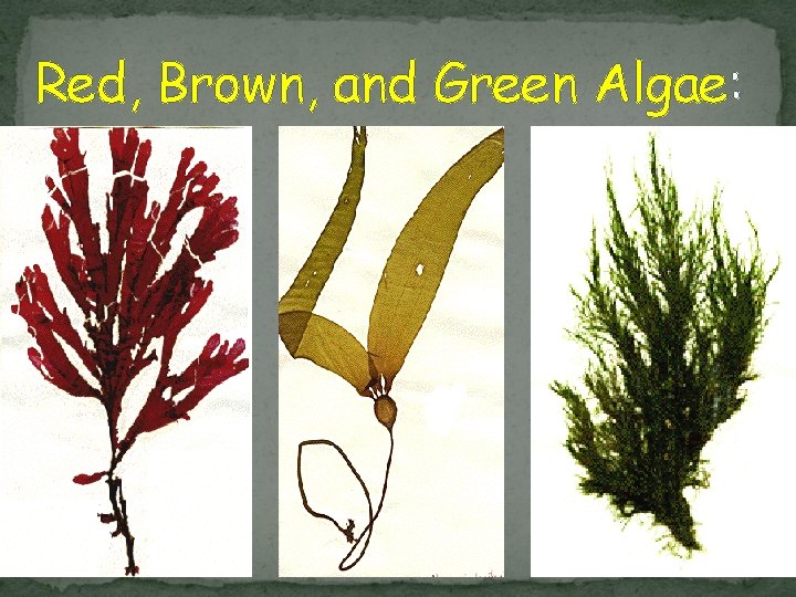 Red, Brown, and Green Algae: 