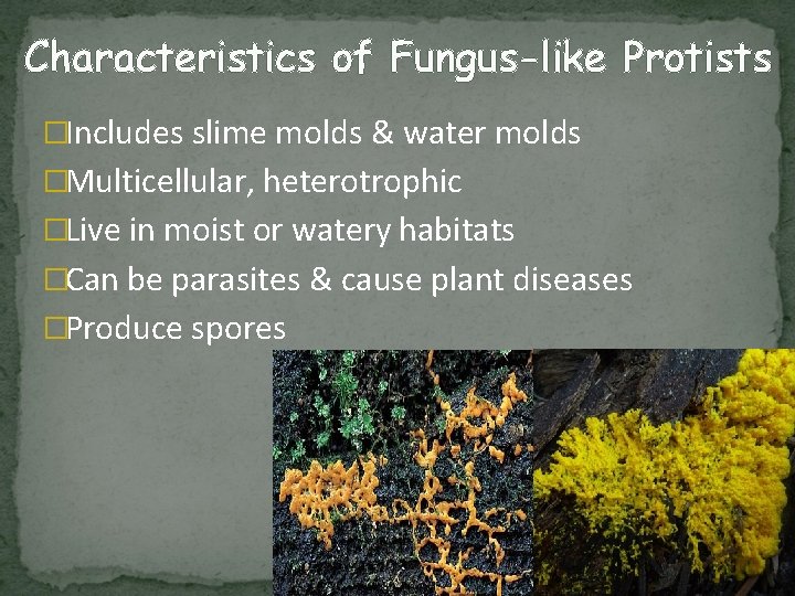 Characteristics of Fungus-like Protists �Includes slime molds & water molds �Multicellular, heterotrophic �Live in