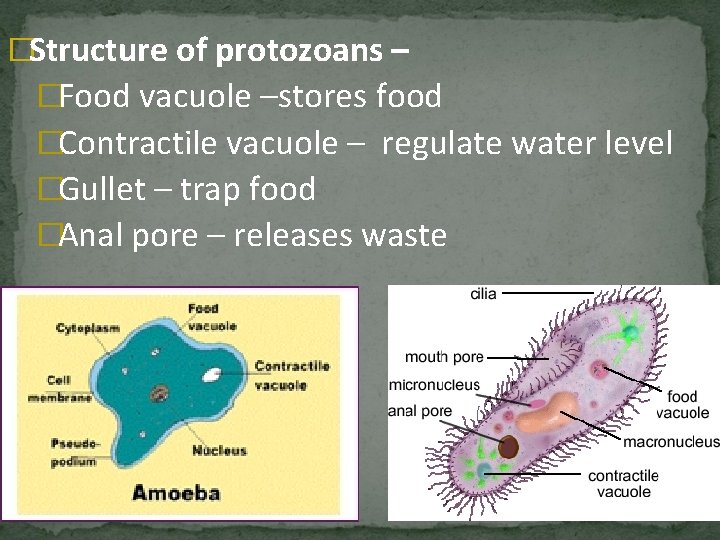 �Structure of protozoans – �Food vacuole –stores food �Contractile vacuole – regulate water level