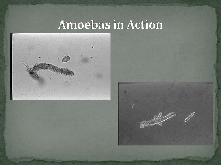 Amoebas in Action 