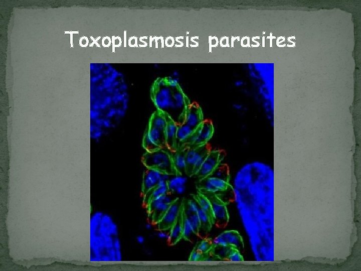 Toxoplasmosis parasites 