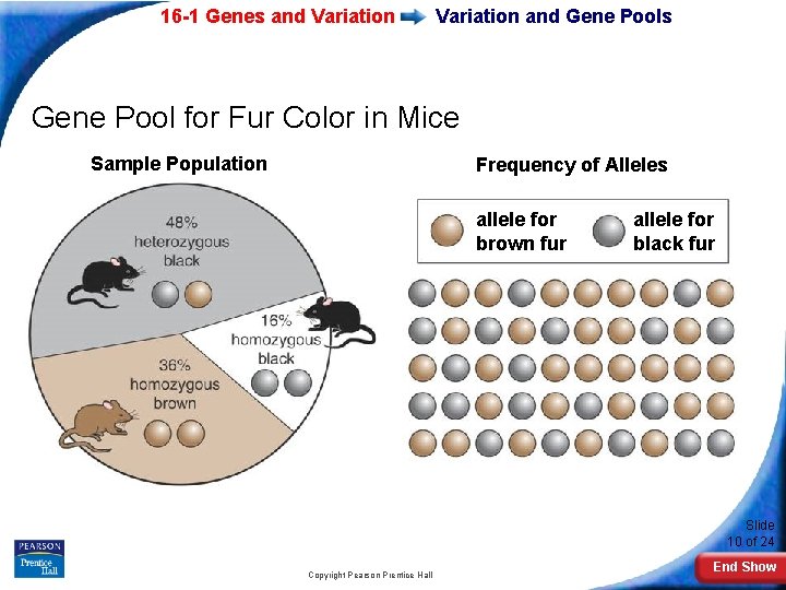 16 -1 Genes and Variation and Gene Pools Gene Pool for Fur Color in