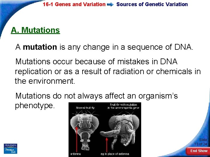 16 -1 Genes and Variation Sources of Genetic Variation A. Mutations A mutation is