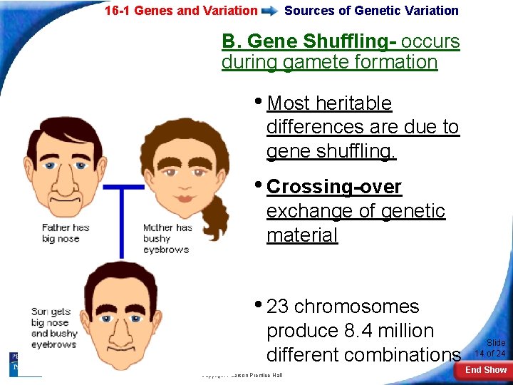 16 -1 Genes and Variation Sources of Genetic Variation B. Gene Shuffling- occurs during