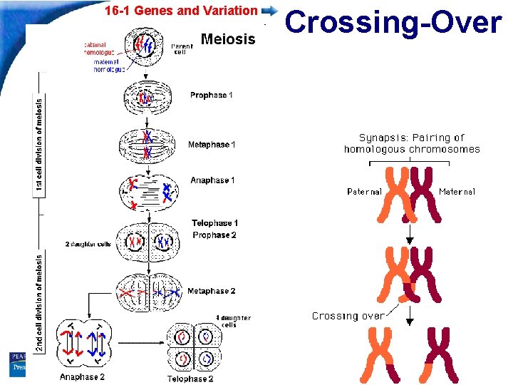 16 -1 Genes and Variation Crossing-Over Slide 15 of 24 End Show 