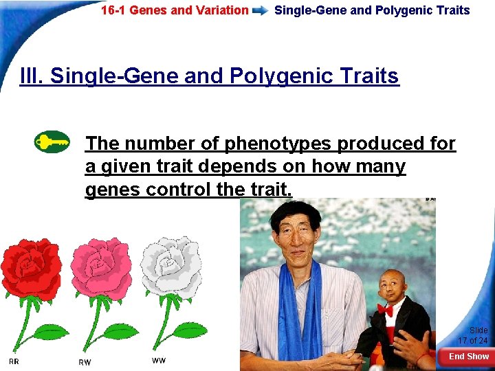 16 -1 Genes and Variation Single-Gene and Polygenic Traits III. Single-Gene and Polygenic Traits