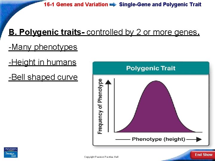 16 -1 Genes and Variation Single-Gene and Polygenic Trait B. Polygenic traits- controlled by