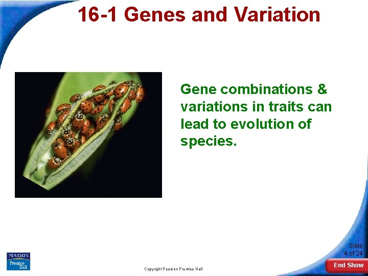 16 -1 Genes and Variation Gene combinations & variations in traits can lead to