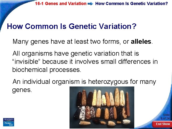 16 -1 Genes and Variation How Common Is Genetic Variation? Many genes have at