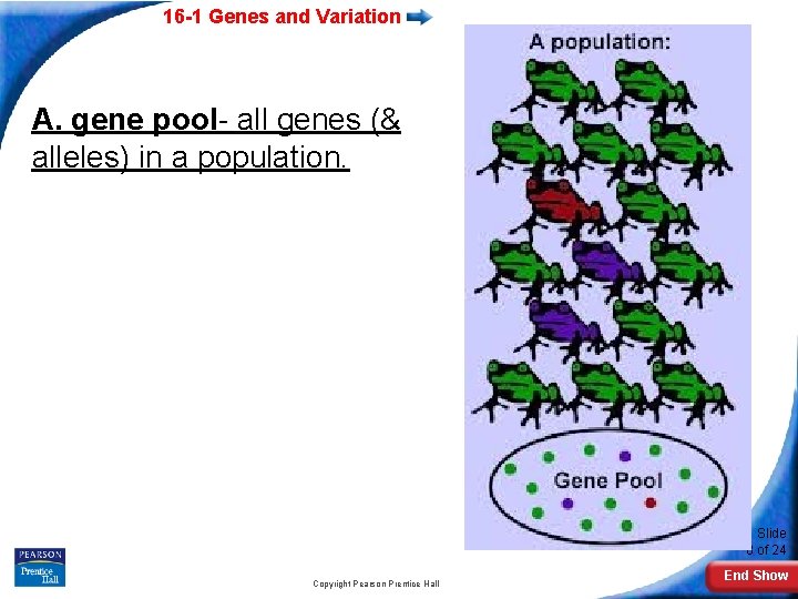 16 -1 Genes and Variation A. gene pool- all genes (& alleles) in a