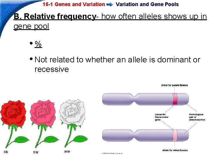 16 -1 Genes and Variation and Gene Pools B. Relative frequency- how often alleles