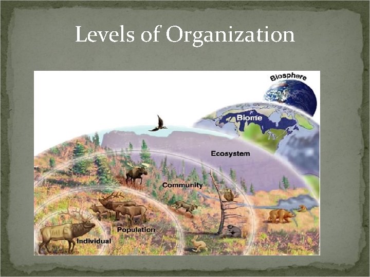 Levels of Organization 