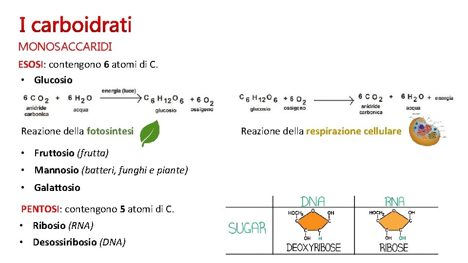 MONOSACCARIDI ESOSI: contengono 6 atomi di C. • Glucosio Reazione della fotosintesi • Fruttosio