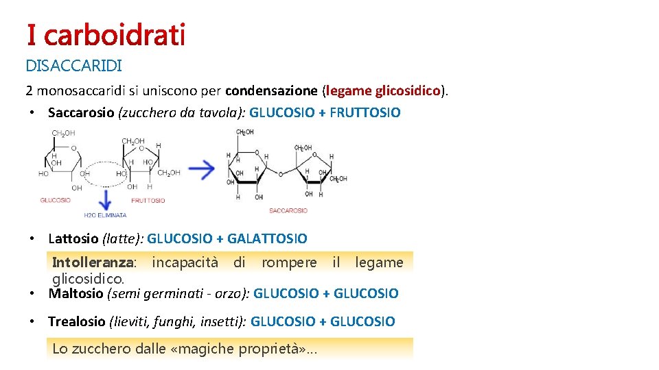 DISACCARIDI 2 monosaccaridi si uniscono per condensazione (legame glicosidico). • Saccarosio (zucchero da tavola):