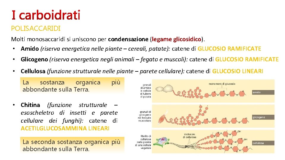 POLISACCARIDI Molti monosaccaridi si uniscono per condensazione (legame glicosidico). • Amido (riserva energetica nelle