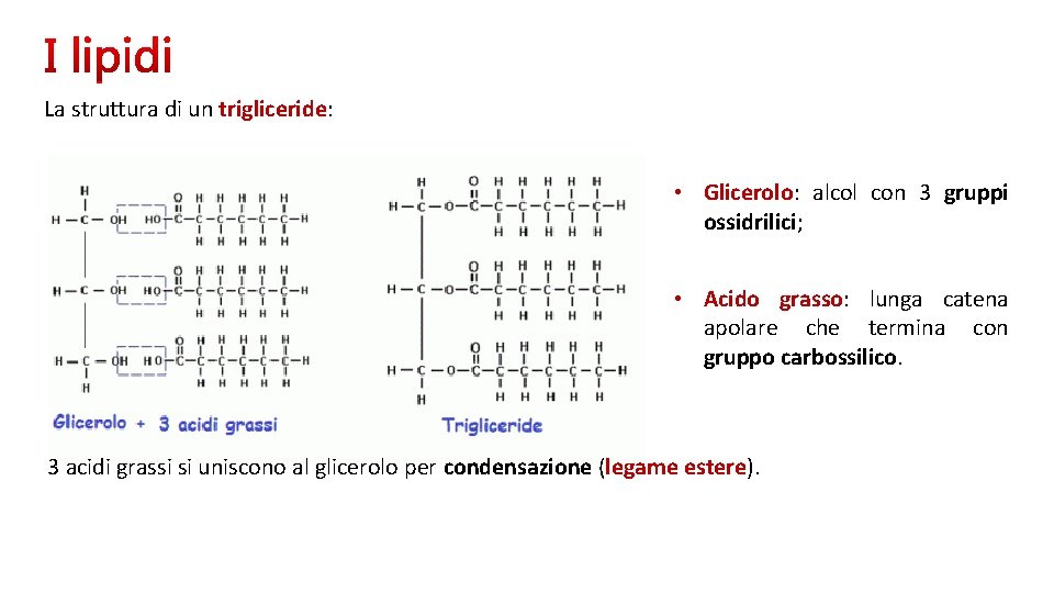 La struttura di un trigliceride: • Glicerolo: alcol con 3 gruppi ossidrilici; • Acido