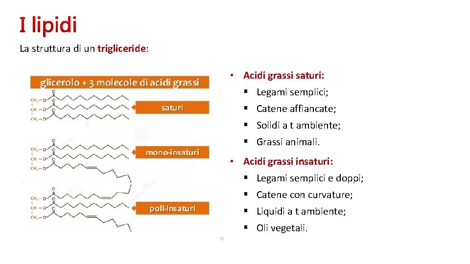 La struttura di un trigliceride: • Acidi grassi saturi: § Legami semplici; § Catene