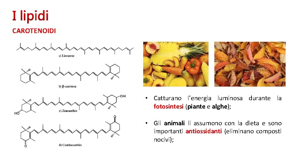 CAROTENOIDI • Catturano l’energia luminosa durante la fotosintesi (piante e alghe); • Gli animali