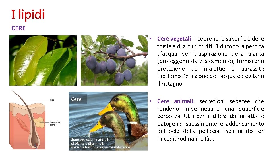 CERE • Cere vegetali: ricoprono la superficie delle foglie e di alcuni frutti. Riducono