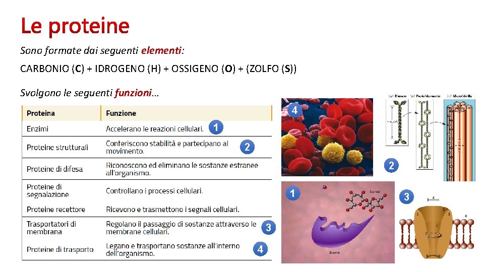 Sono formate dai seguenti elementi: CARBONIO (C) + IDROGENO (H) + OSSIGENO (O) +