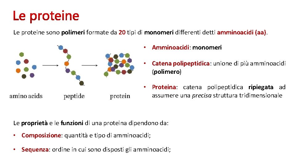 Le proteine sono polimeri formate da 20 tipi di monomeri differenti detti amminoacidi (aa).