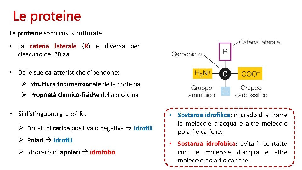 Le proteine sono così strutturate. • La catena laterale (R) è diversa per ciascuno