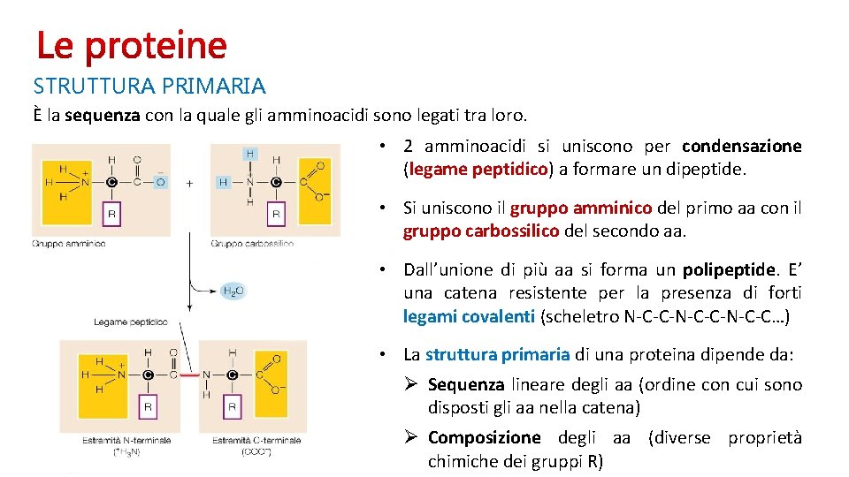 STRUTTURA PRIMARIA È la sequenza con la quale gli amminoacidi sono legati tra loro.