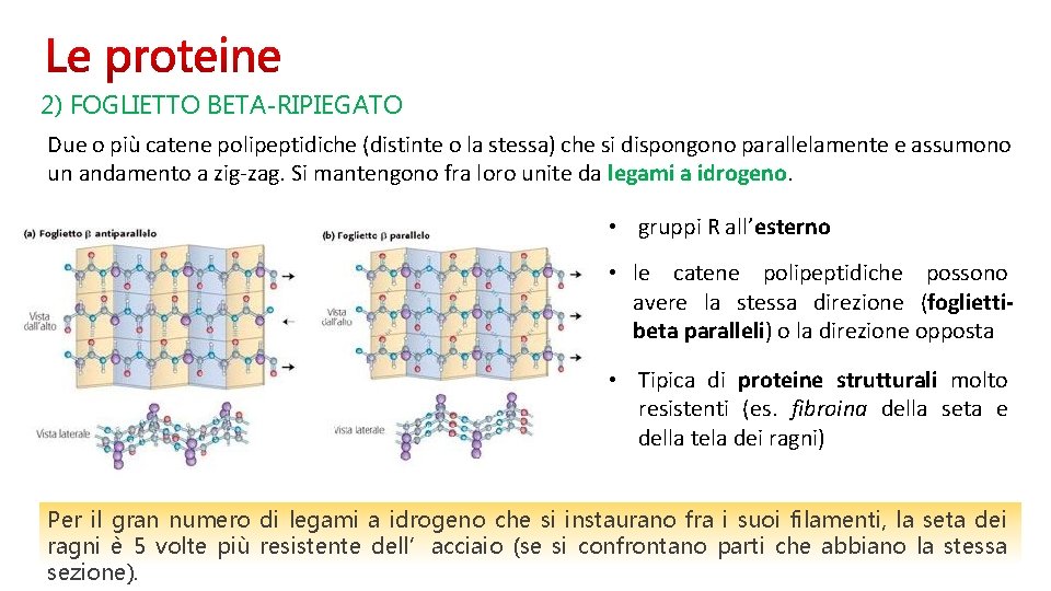 2) FOGLIETTO BETA-RIPIEGATO Due o più catene polipeptidiche (distinte o la stessa) che si