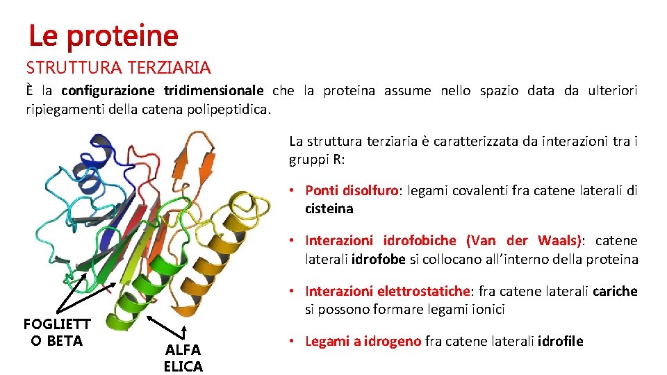 STRUTTURA TERZIARIA È la configurazione tridimensionale che la proteina assume nello spazio data da