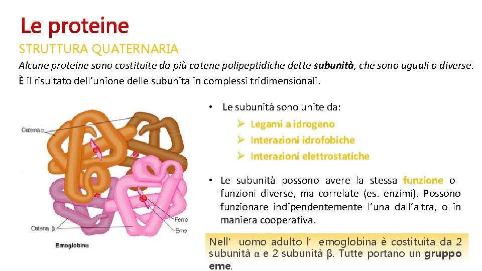 STRUTTURA QUATERNARIA Alcune proteine sono costituite da più catene polipeptidiche dette subunità, che sono