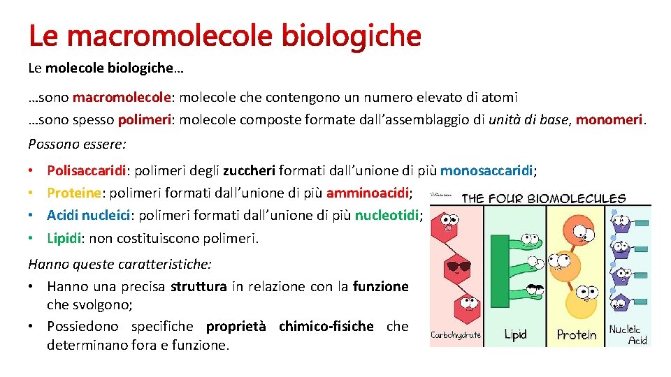 Le molecole biologiche… …sono macromolecole: molecole che contengono un numero elevato di atomi …sono