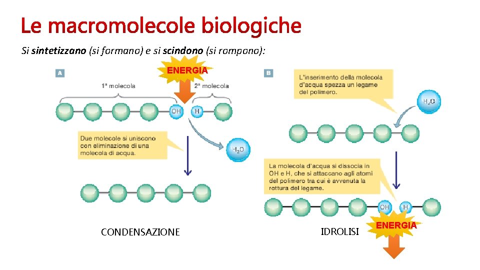 Si sintetizzano (si formano) e si scindono (si rompono): ENERGIA CONDENSAZIONE IDROLISI ENERGIA 