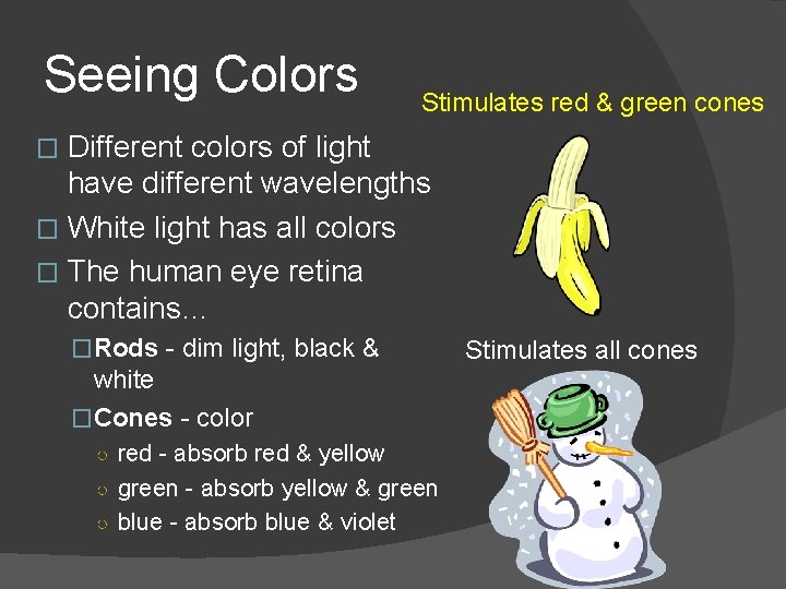 Seeing Colors Stimulates red & green cones Different colors of light have different wavelengths