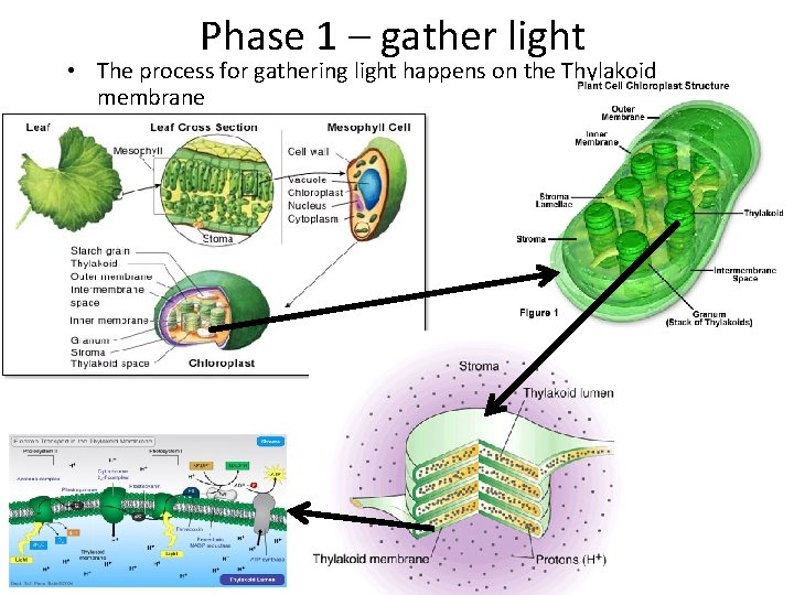 Phase 1 – gather light • The process for gathering light happens on the
