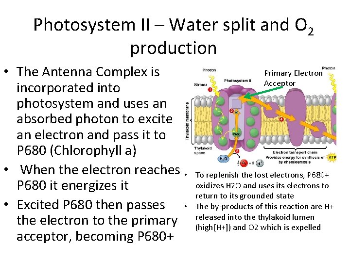 Photosystem II – Water split and O 2 production • The Antenna Complex is