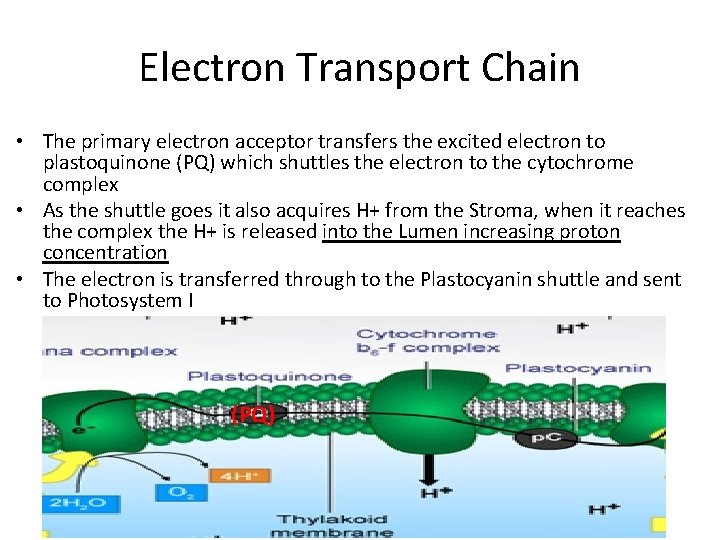 Electron Transport Chain • The primary electron acceptor transfers the excited electron to plastoquinone