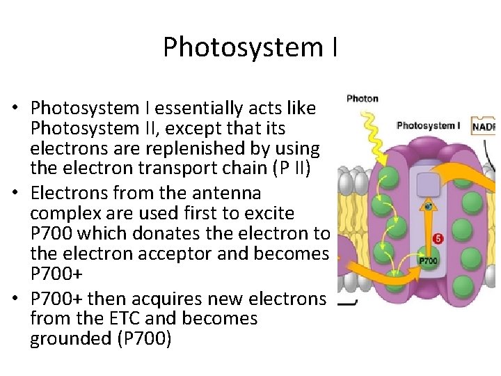 Photosystem I • Photosystem I essentially acts like Photosystem II, except that its electrons