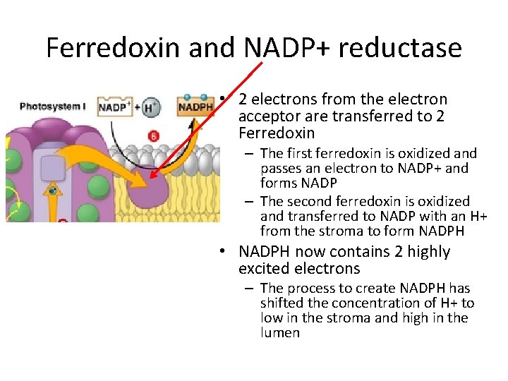 Ferredoxin and NADP+ reductase • 2 electrons from the electron acceptor are transferred to