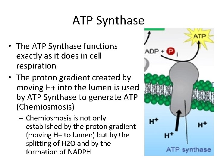 ATP Synthase • The ATP Synthase functions exactly as it does in cell respiration