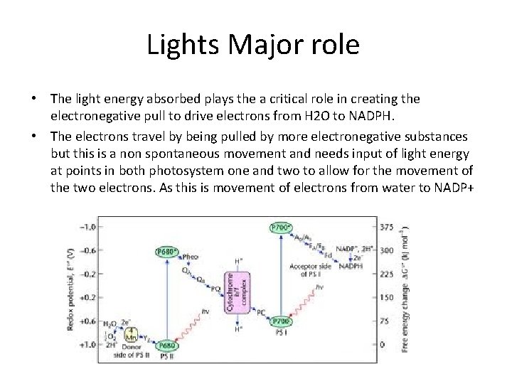 Lights Major role • The light energy absorbed plays the a critical role in