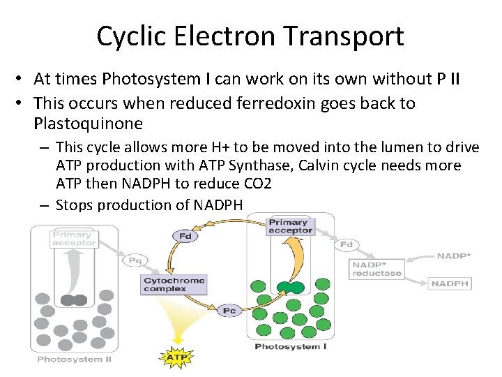 Cyclic Electron Transport • At times Photosystem I can work on its own without