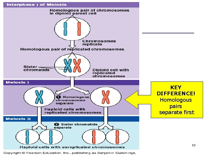 KEY DIFFERENCE! Homologous pairs separate first 10 