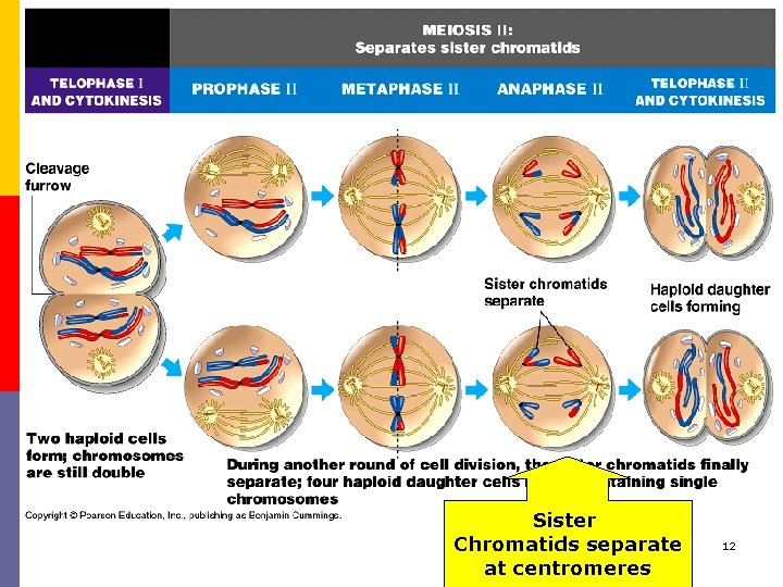 Sister Chromatids separate at centromeres 12 