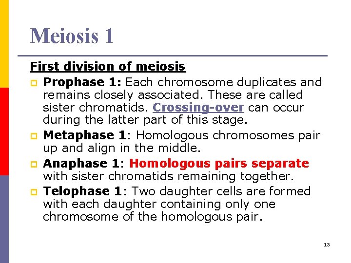 Meiosis 1 First division of meiosis p Prophase 1: Each chromosome duplicates and remains