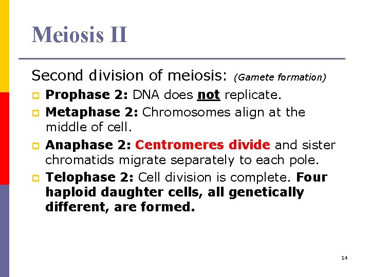 Meiosis II Second division of meiosis: p p (Gamete formation) Prophase 2: DNA does