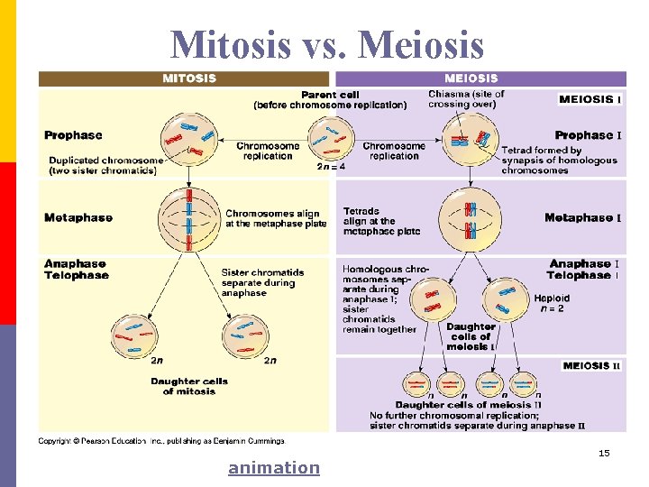 Mitosis vs. Meiosis animation 15 