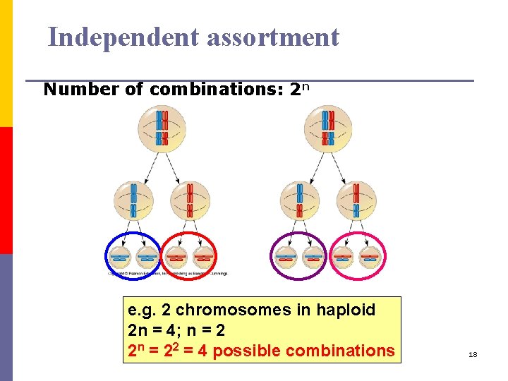 Independent assortment Number of combinations: 2 n e. g. 2 chromosomes in haploid 2