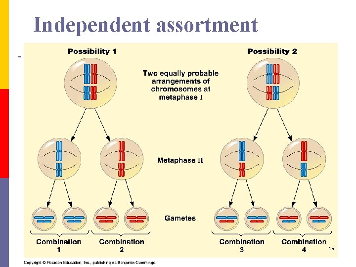 Independent assortment 19 