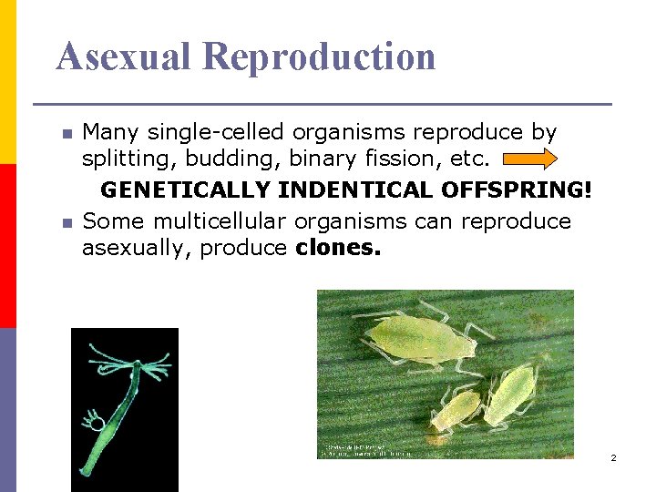 Asexual Reproduction n n Many single-celled organisms reproduce by splitting, budding, binary fission, etc.