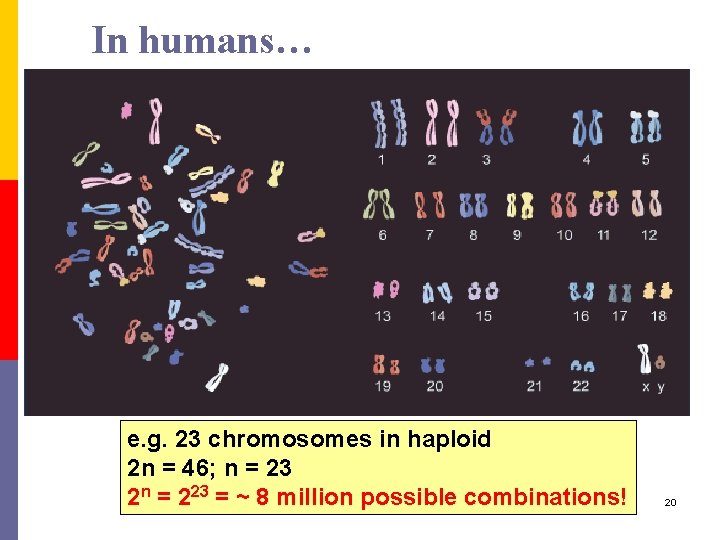 In humans… e. g. 23 chromosomes in haploid 2 n = 46; n =